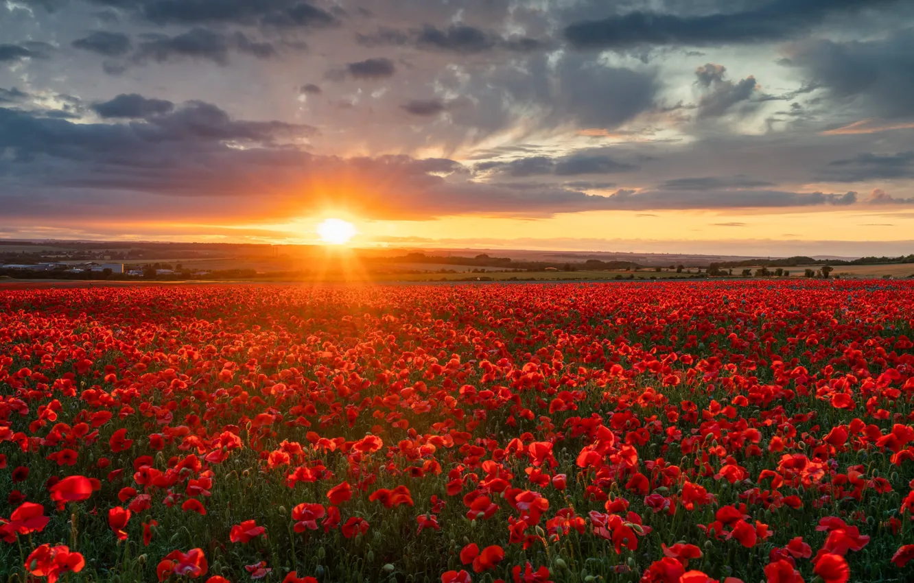 Photo wallpaper field, sunset, flowers, England, Maki, England, Wiltshire, Wiltshire