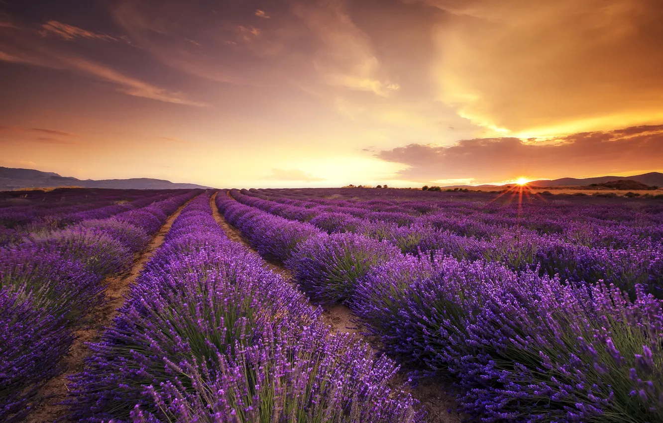 Photo wallpaper field, sunset, lavender
