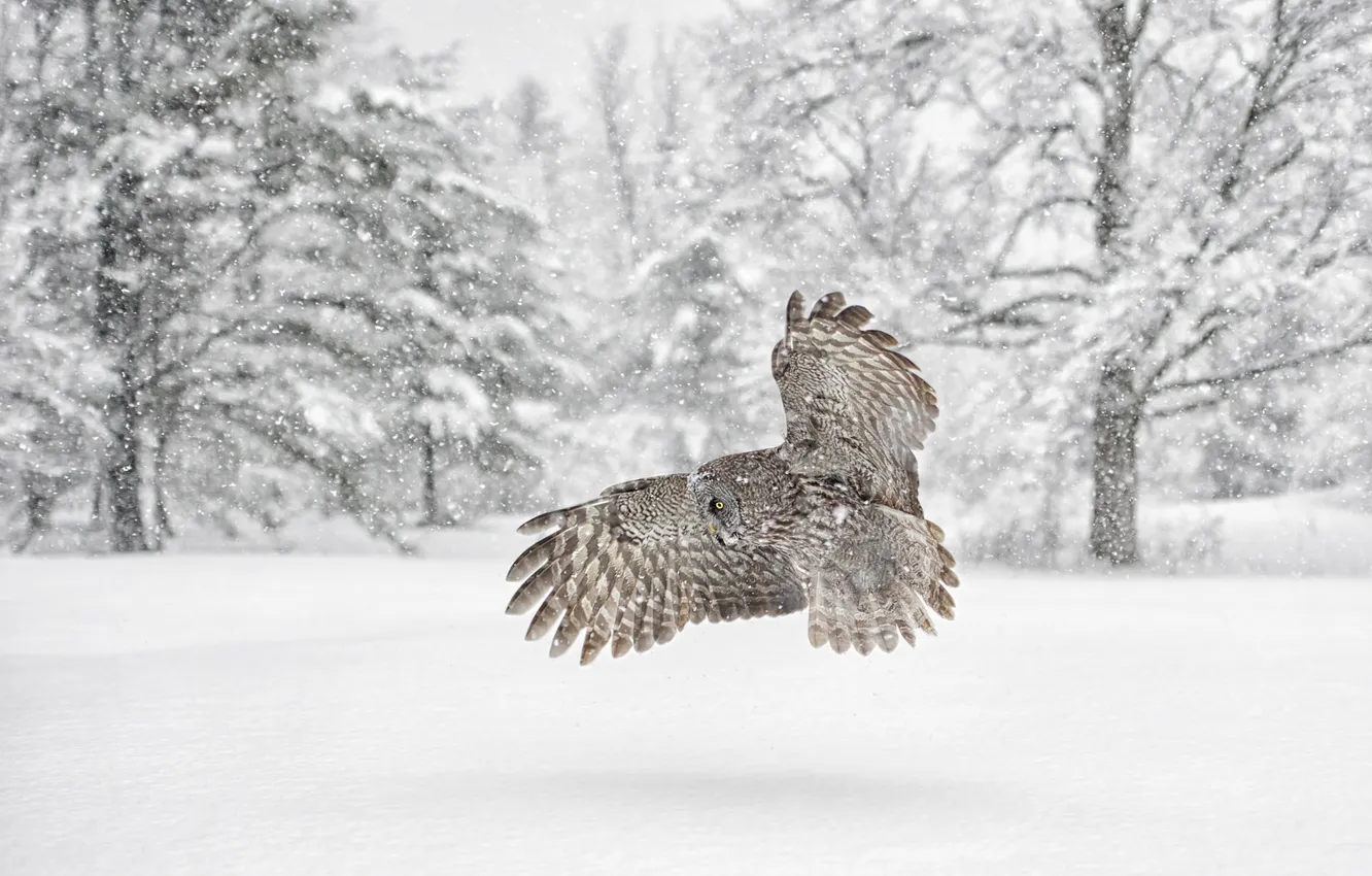 Photo wallpaper winter, snow, flight, nature, owl, bird, owl