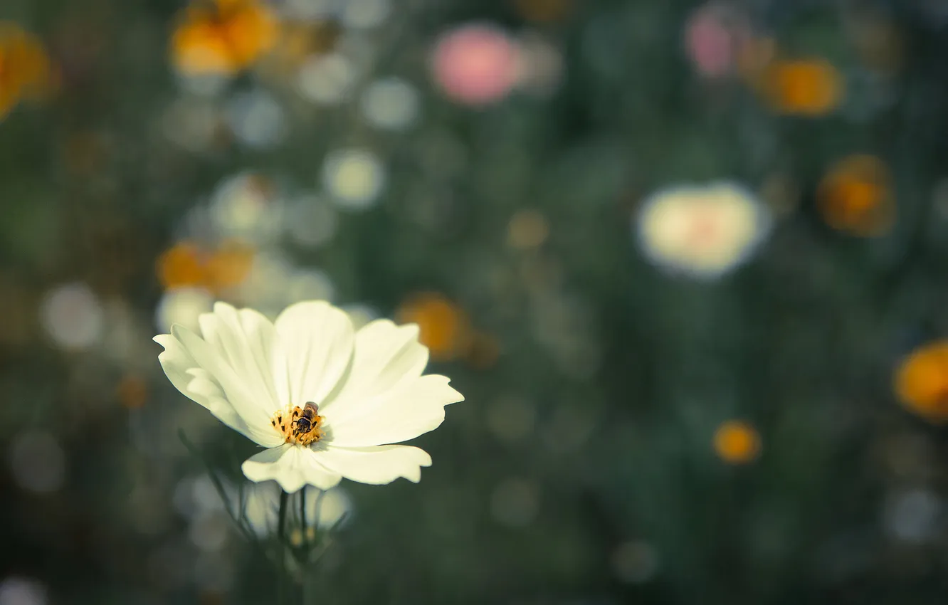 Photo wallpaper flower, background, insect, white, kosmeya