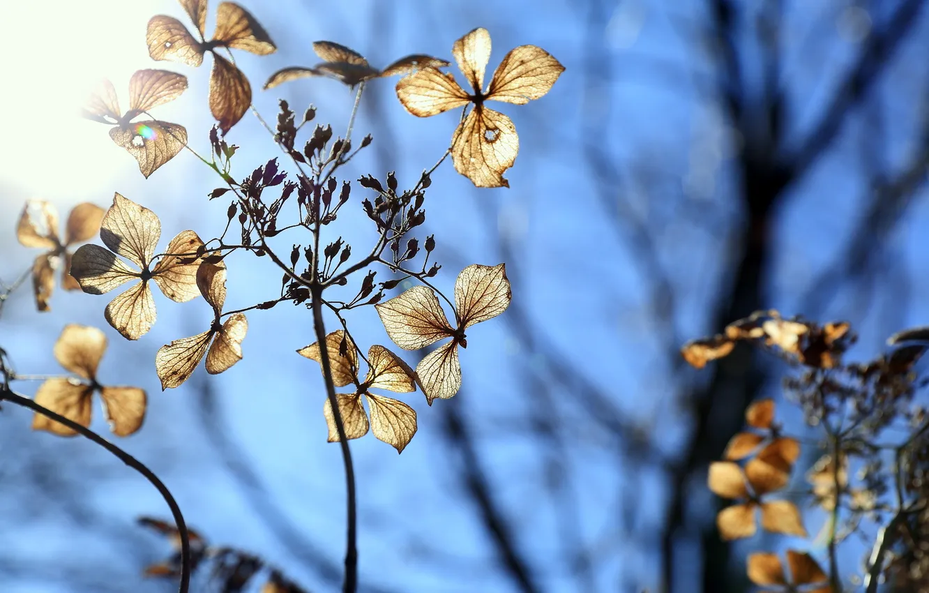 Photo wallpaper flower, winter, blue sky, dry hydrangea