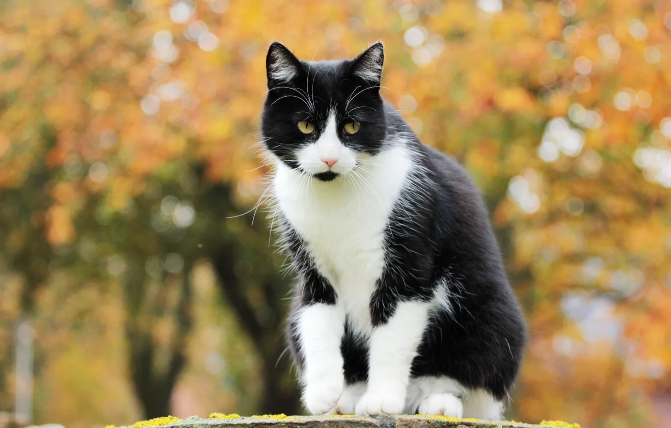 Photo wallpaper autumn, cat, yellow, foliage, black and white, sitting, bokeh