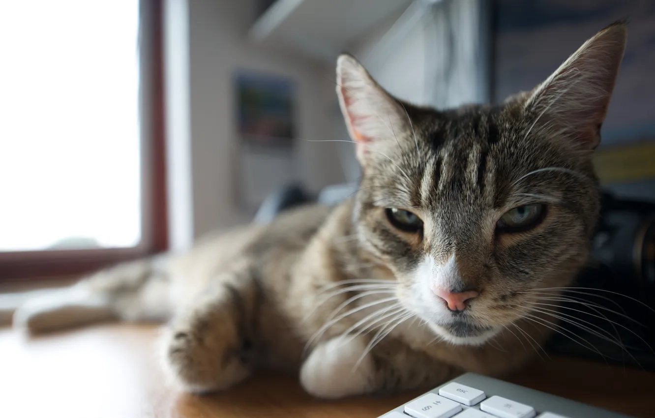 Photo wallpaper cat, look, background, lies, striped