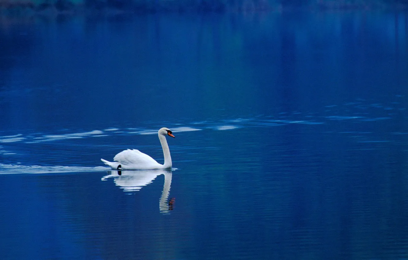 Photo wallpaper water, nature, Wallpaper, Swan