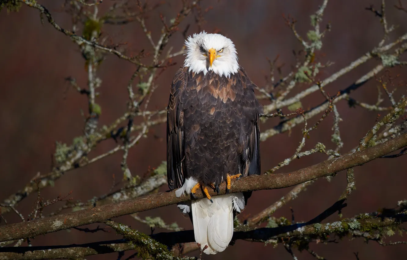 Photo wallpaper look, branches, bird, eagle, sitting, bald eagle