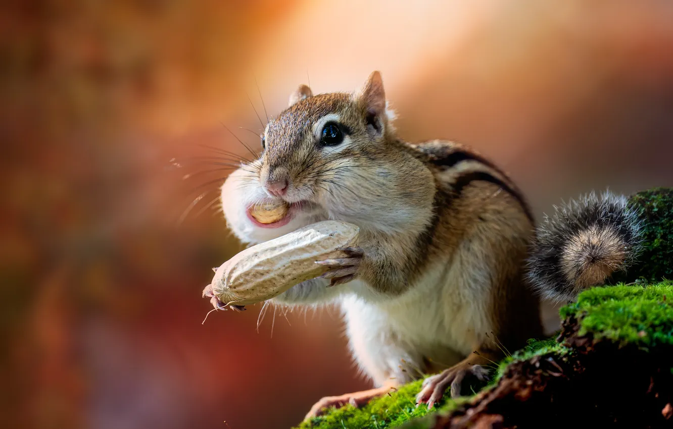 Photo wallpaper pose, background, Chipmunk, nuts, face, bokeh, peanuts, cheeks