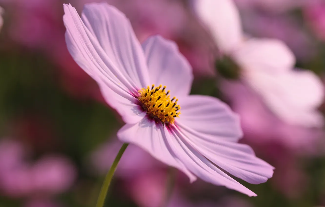 Photo wallpaper summer, macro, flowers, nature, petals, flowers, flowering, kosmeya