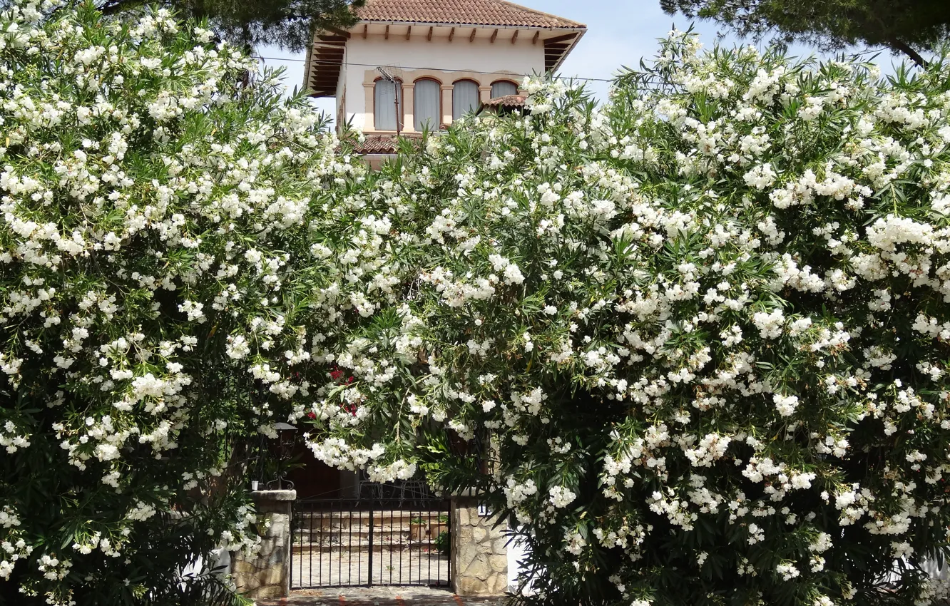 Photo wallpaper summer, flowers, house, garden, Mallorca