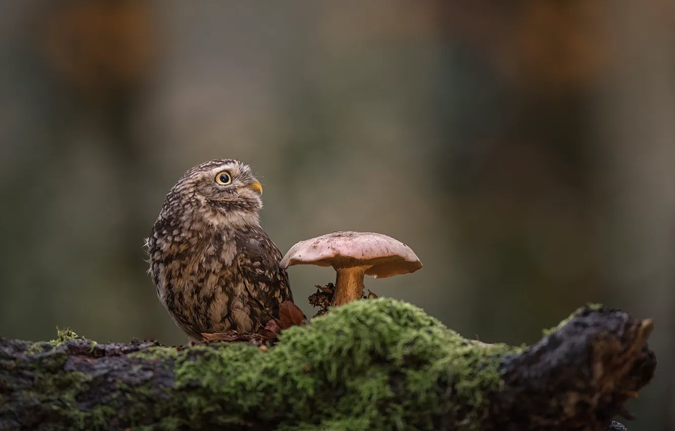 Photo wallpaper background, owl, bird, mushroom, moss, log, The little owl
