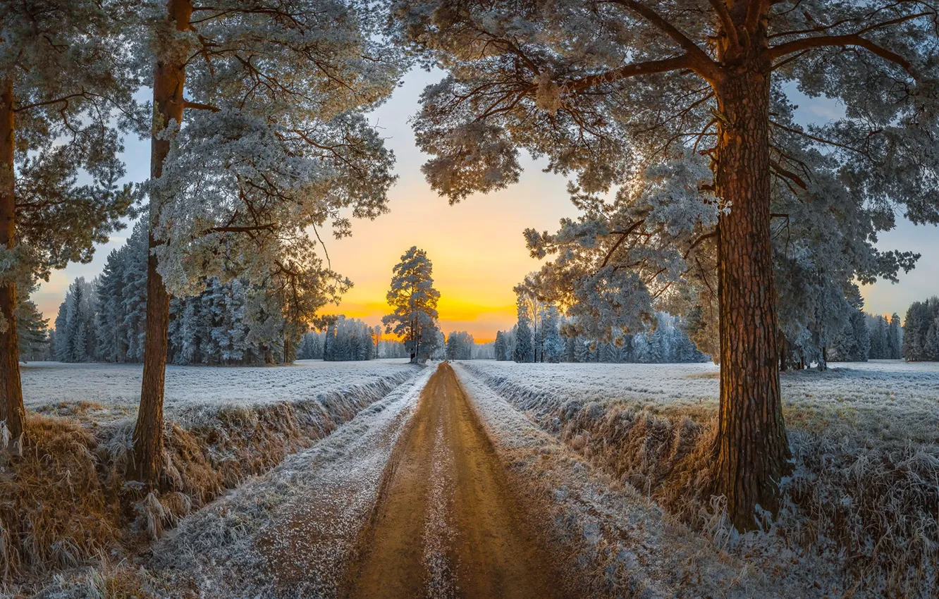 Photo wallpaper frost, road, trees, Park, dawn, morning, Saint Petersburg, pine