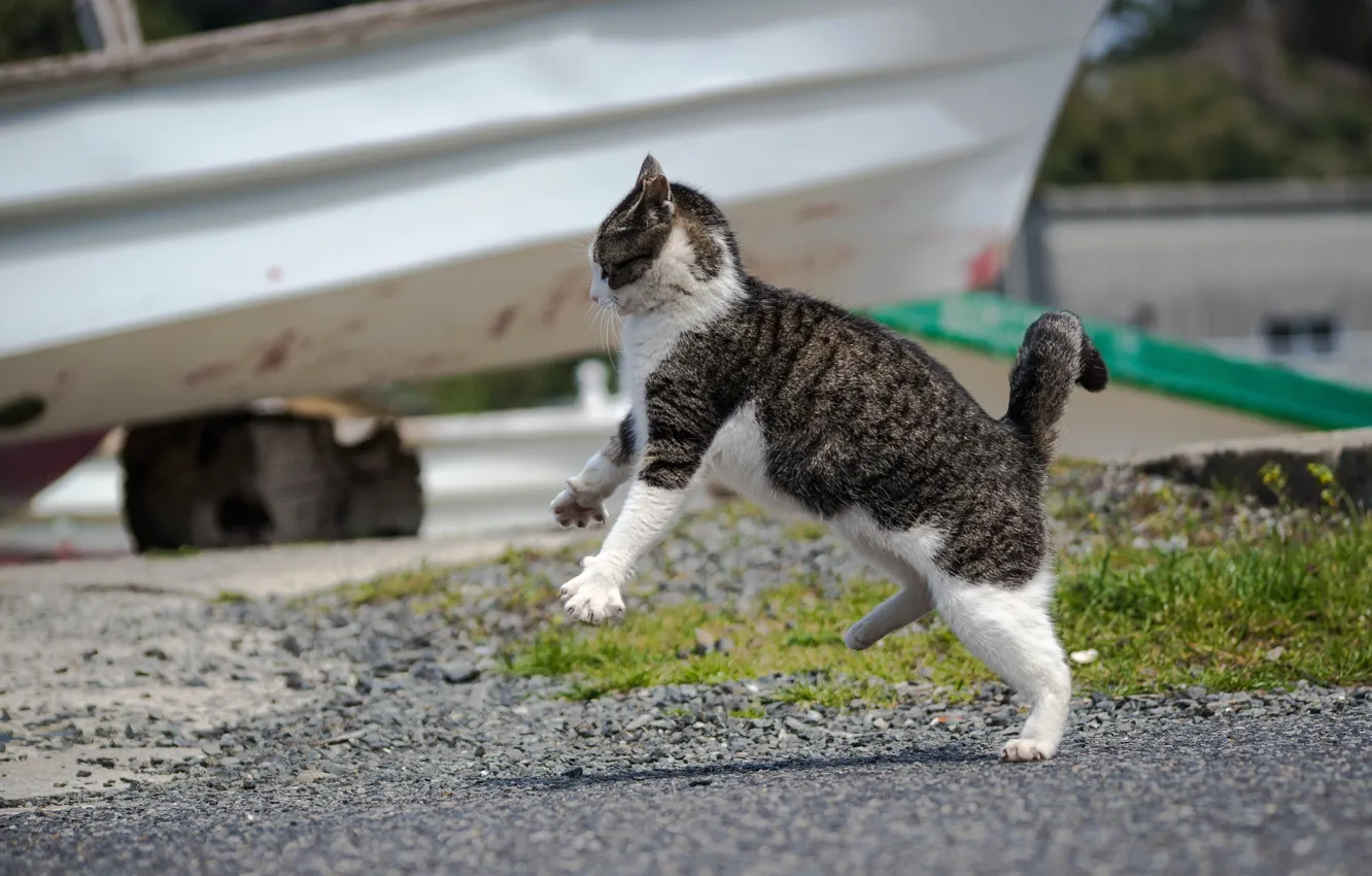 Photo wallpaper cat, attack, Koshak, Tomcat