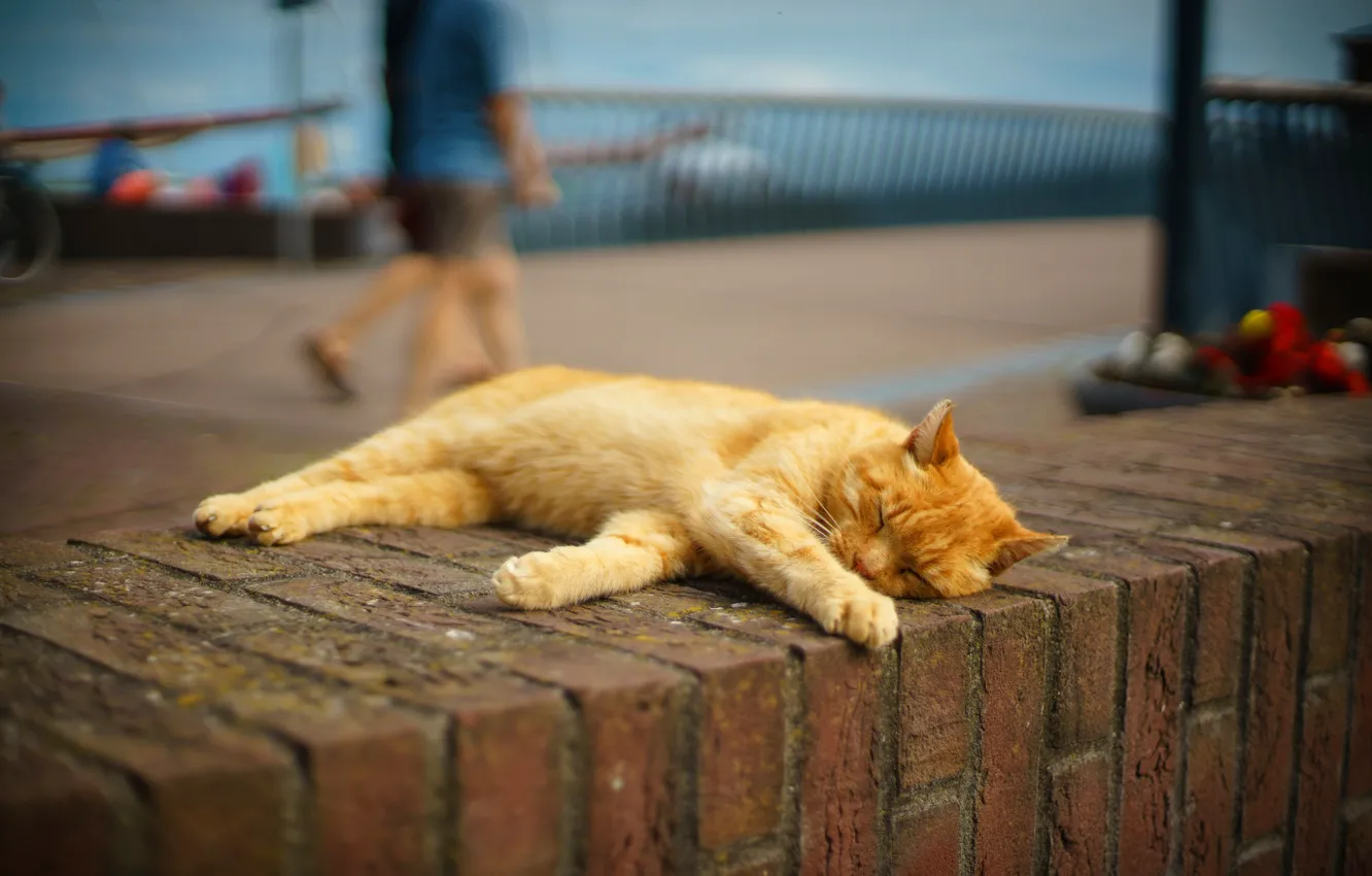 Photo wallpaper cat, cat, the city, people, stay, street, sleep, red