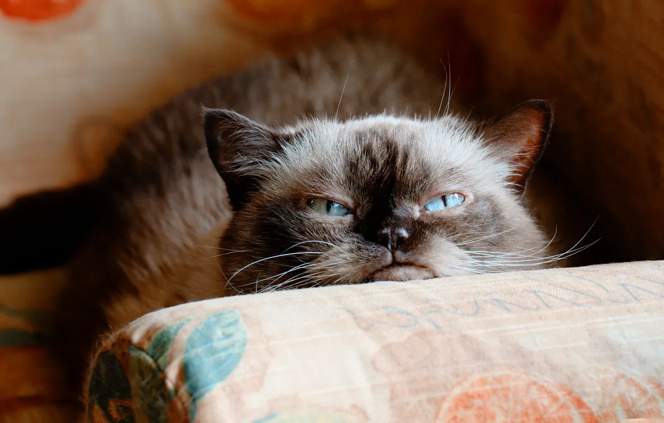 Photo wallpaper cat, cat, face, the dark background, sofa, portrait, evil, pillow