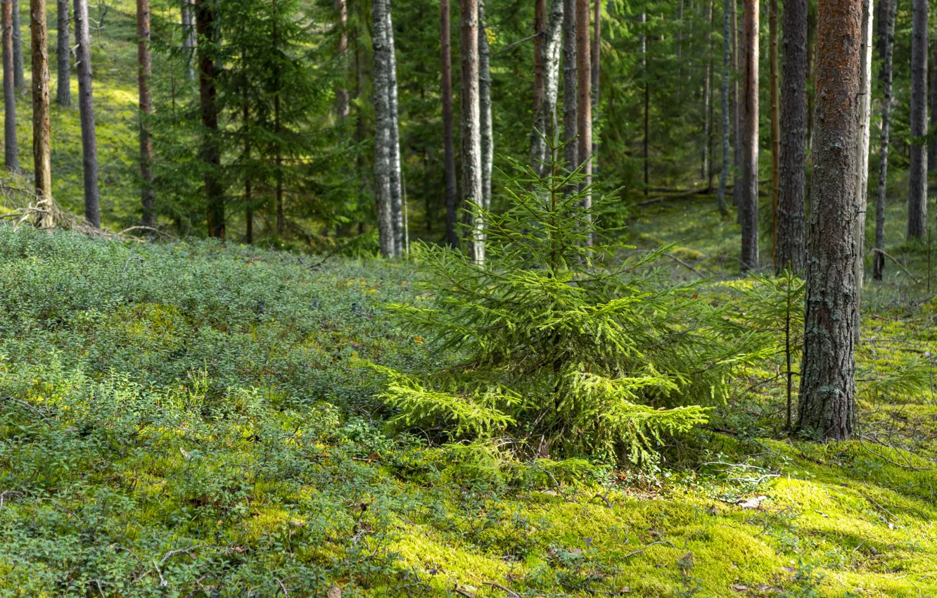 Photo wallpaper forest, moss, pine, CAUSTIC, cranberries