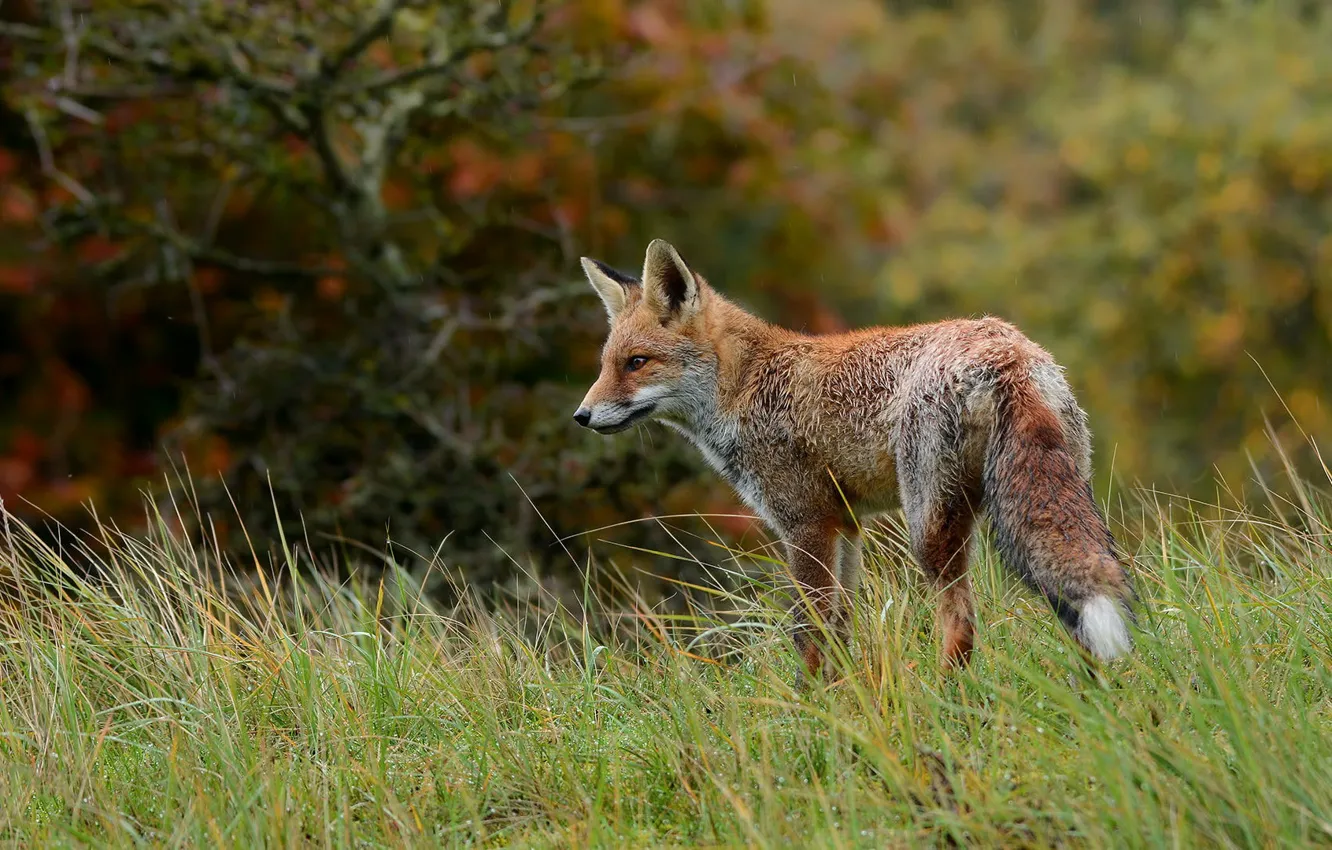 Photo wallpaper autumn, forest, grass, look, nature, rain, Fox, the bushes