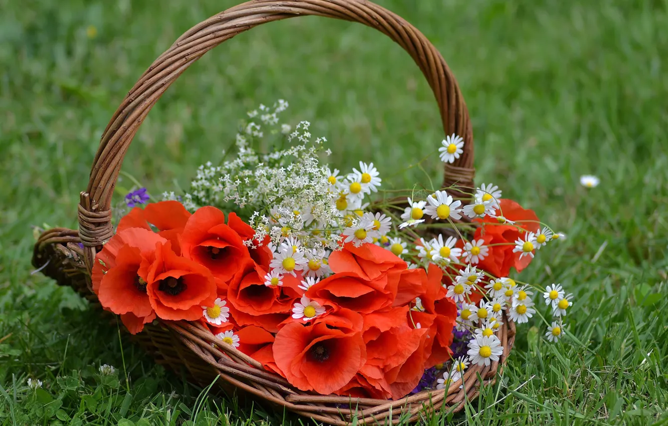 Photo wallpaper grass, Maki, chamomile, basket