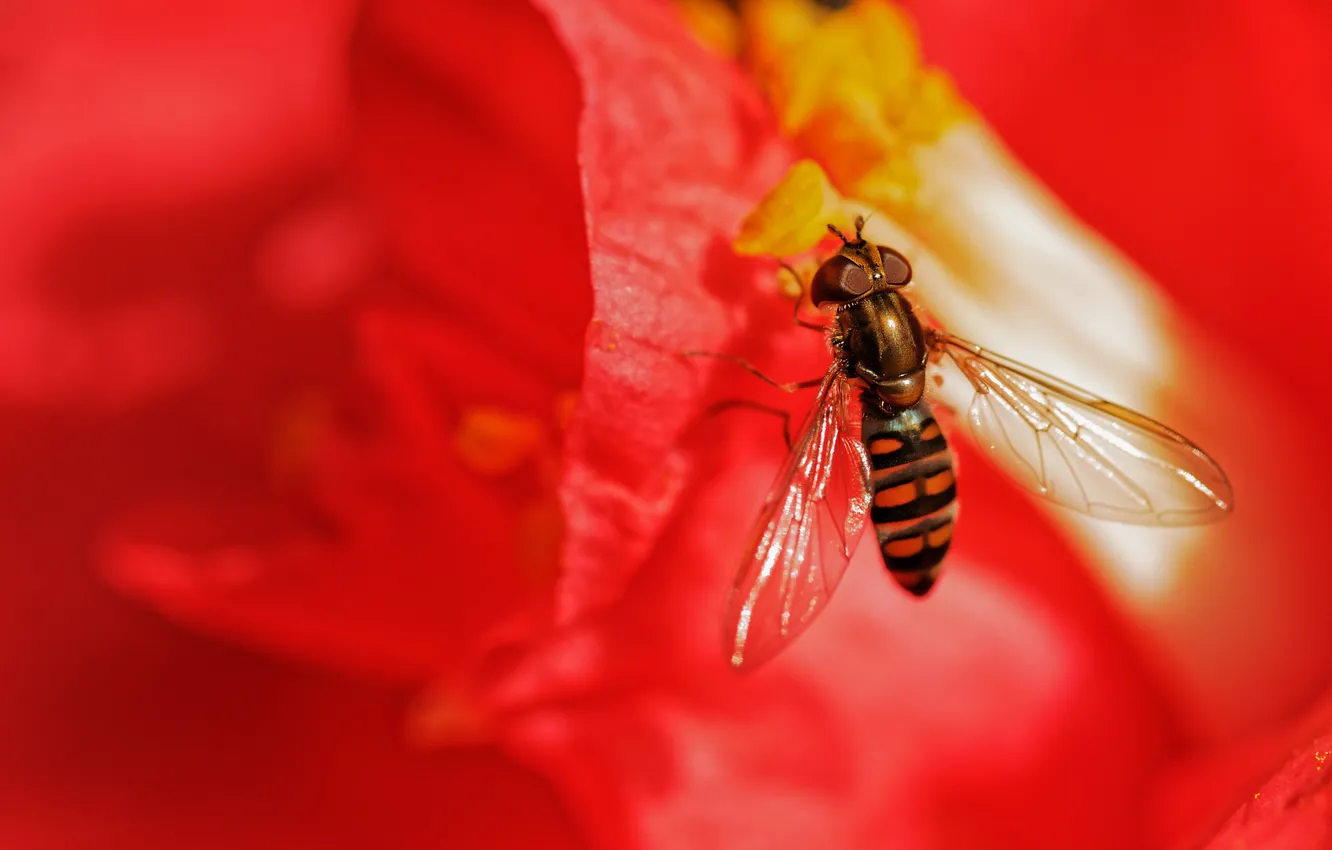 Photo wallpaper flower, macro, red, fly, background, blur, stamens, insect