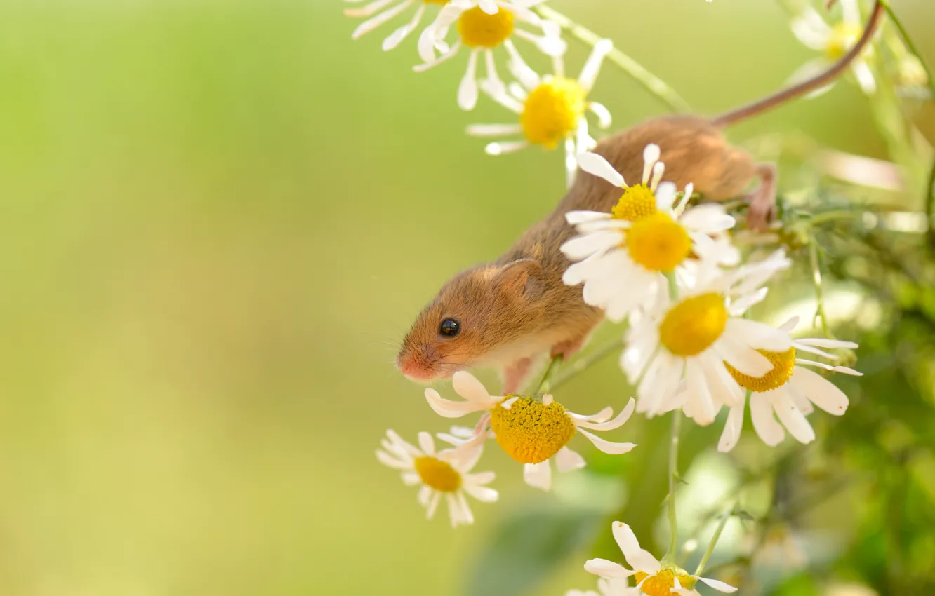 Photo wallpaper flowers, chamomile, mouse, mouse, white, green background, The mouse is tiny, mouse-vole