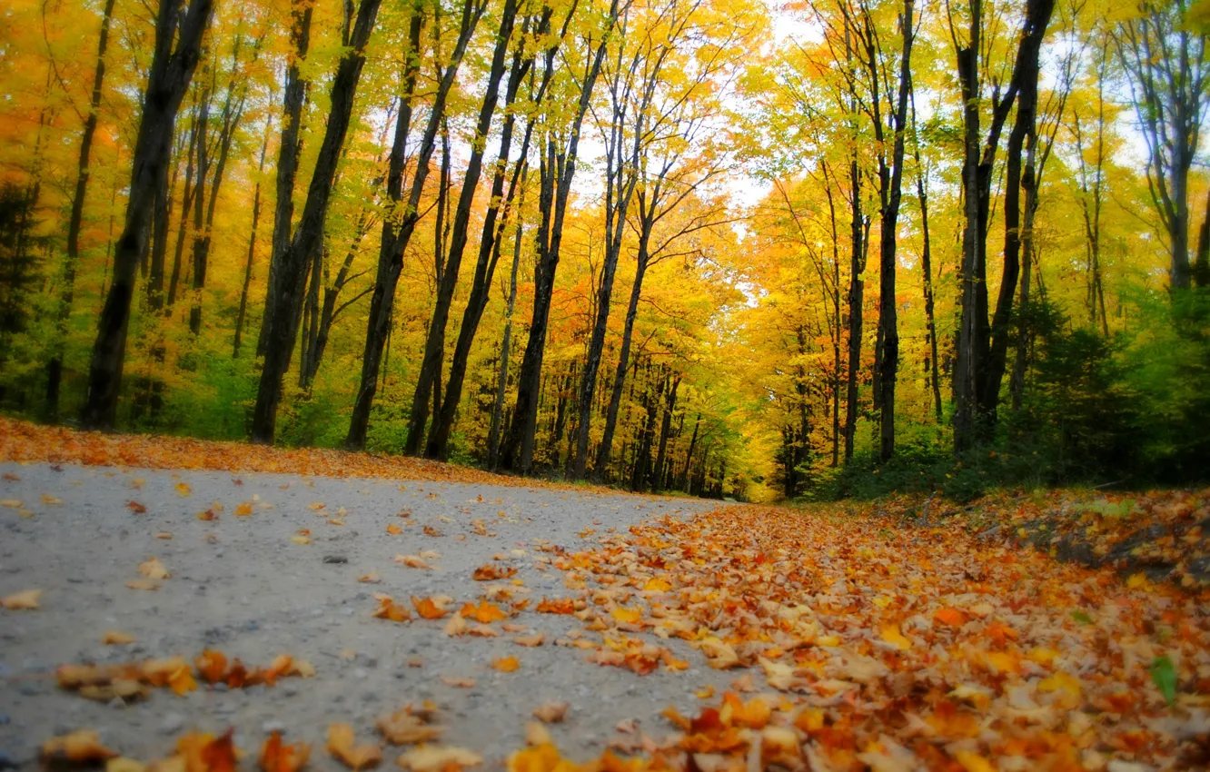 Photo wallpaper road, autumn, forest, leaves, trees, nature, Park, colors