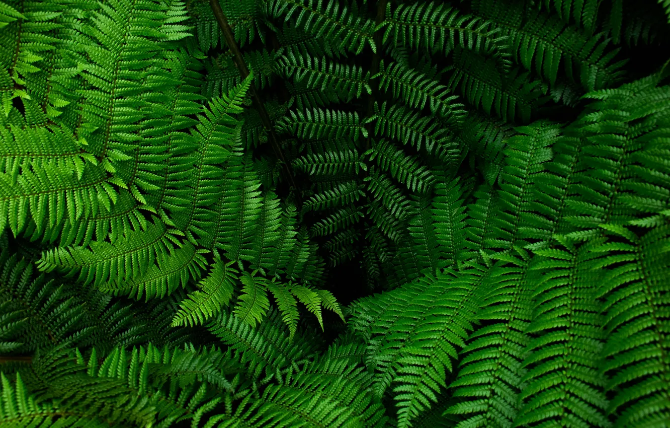 Photo wallpaper greens, leaves, fern
