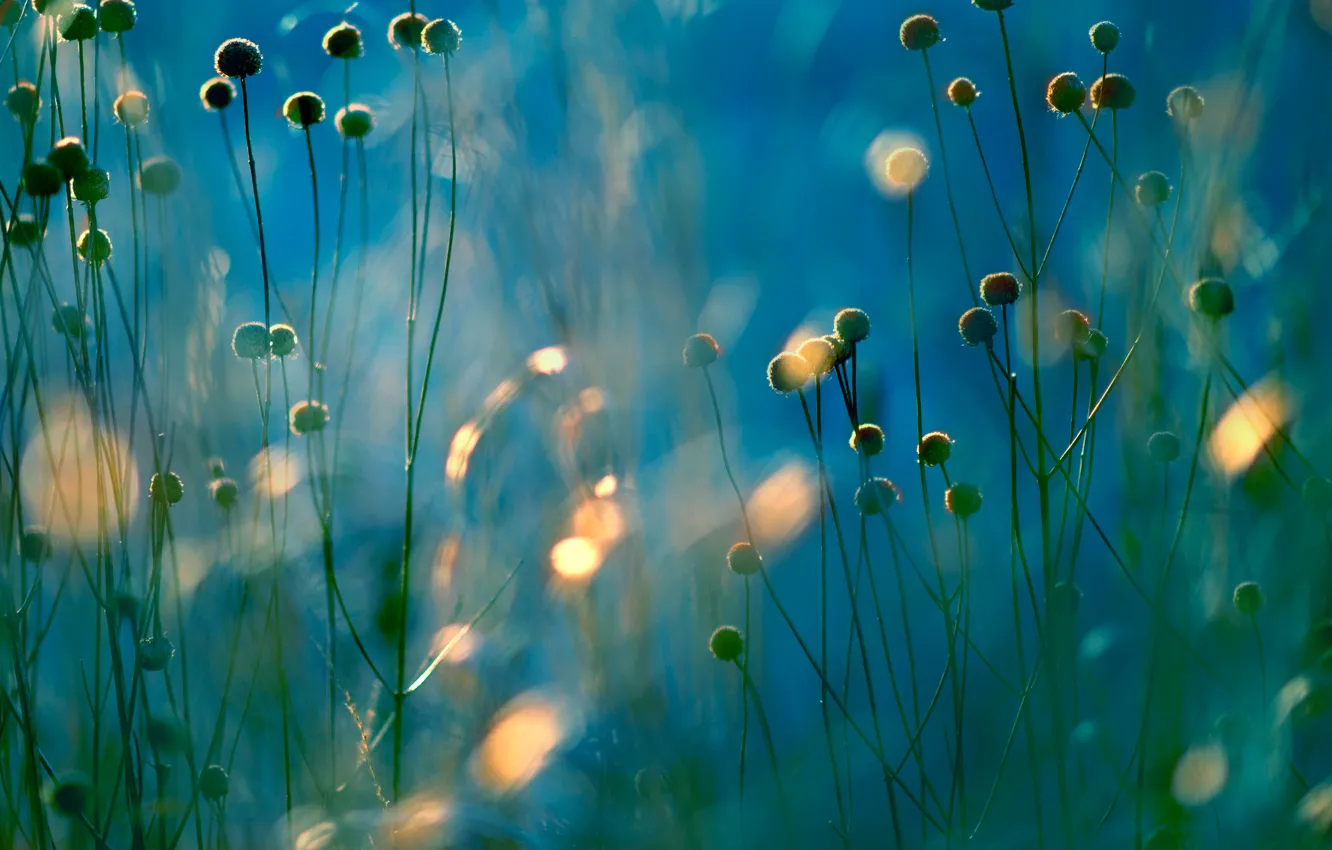 Photo wallpaper field, light, plant, meadow, Blik