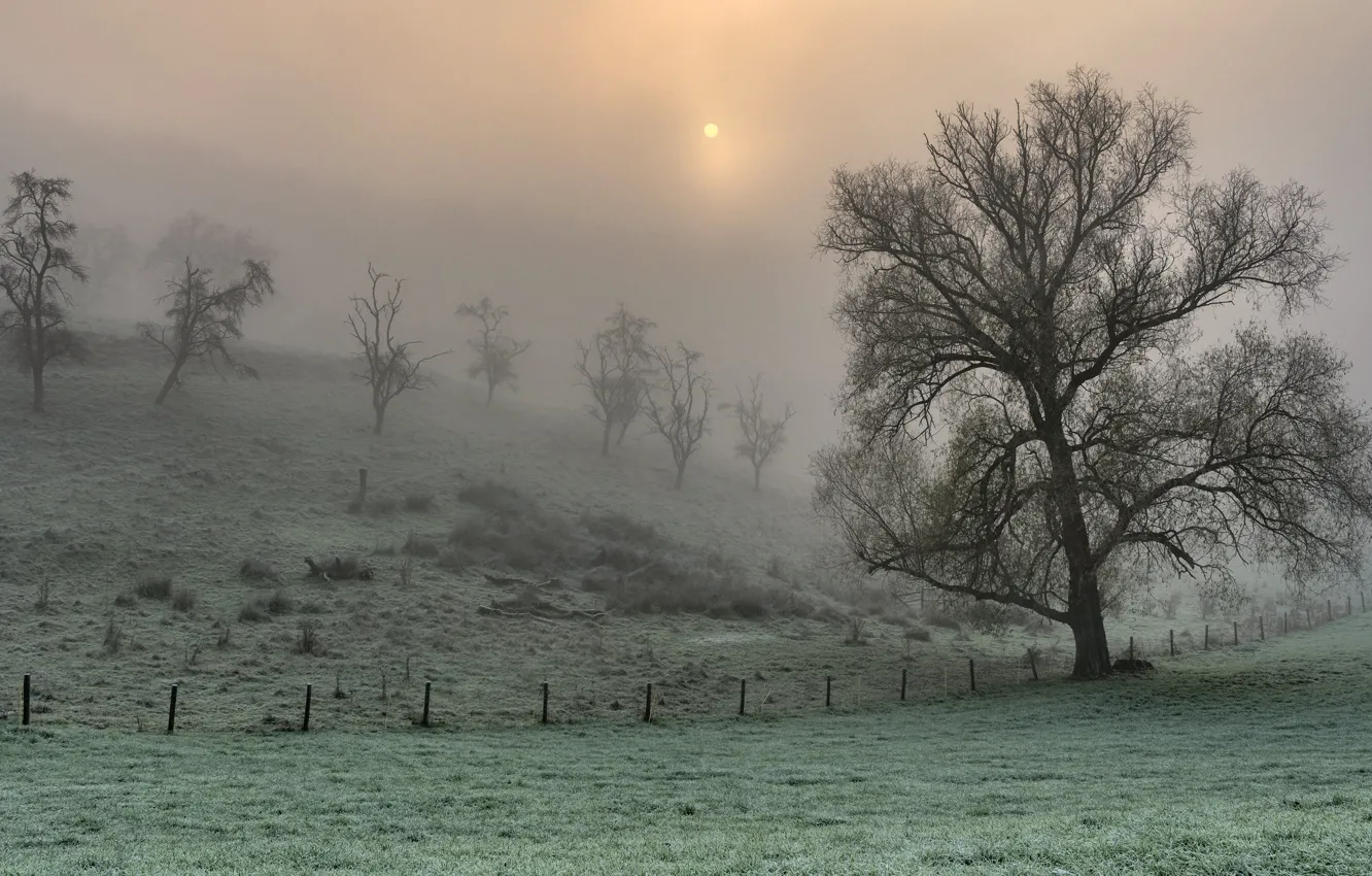 Photo wallpaper field, autumn, grass, the sun, trees, branches, fog, hills