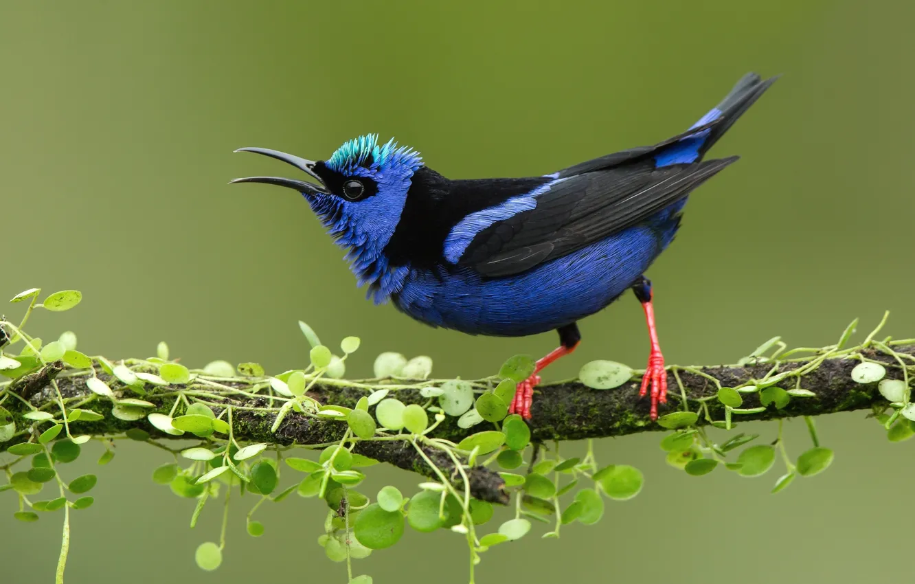 Photo wallpaper branches, blue, bird, feathers, beak, the Sunbird