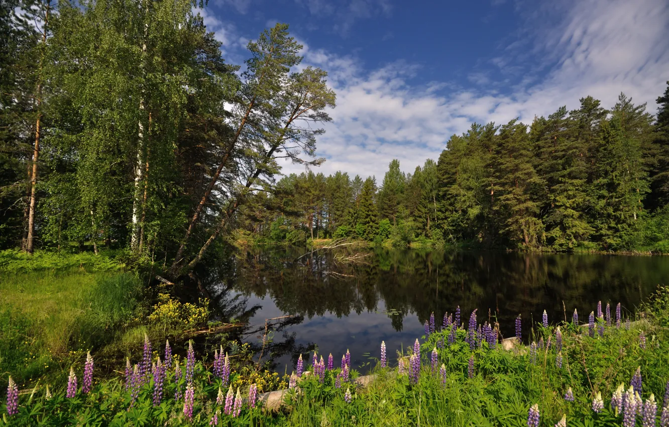 Photo wallpaper forest, summer, river, lupins