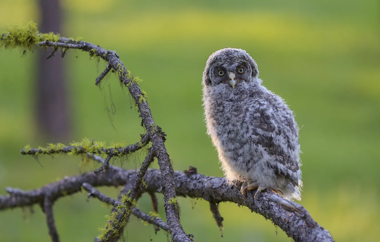 Photo wallpaper trees, branches, background, owl, bird, glade, moss, cub