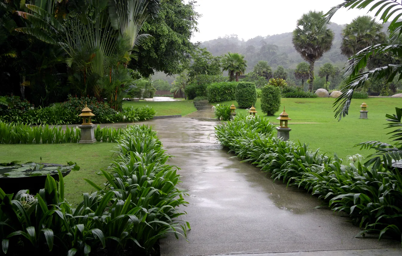 Photo wallpaper drops, tropics, palm trees, rain, lawn, garden, track, Phuket