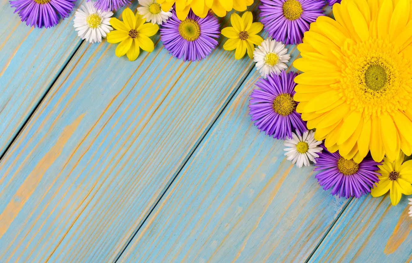 Photo wallpaper flowers, background, blue, chamomile, gerbera, yellow, wood, blue