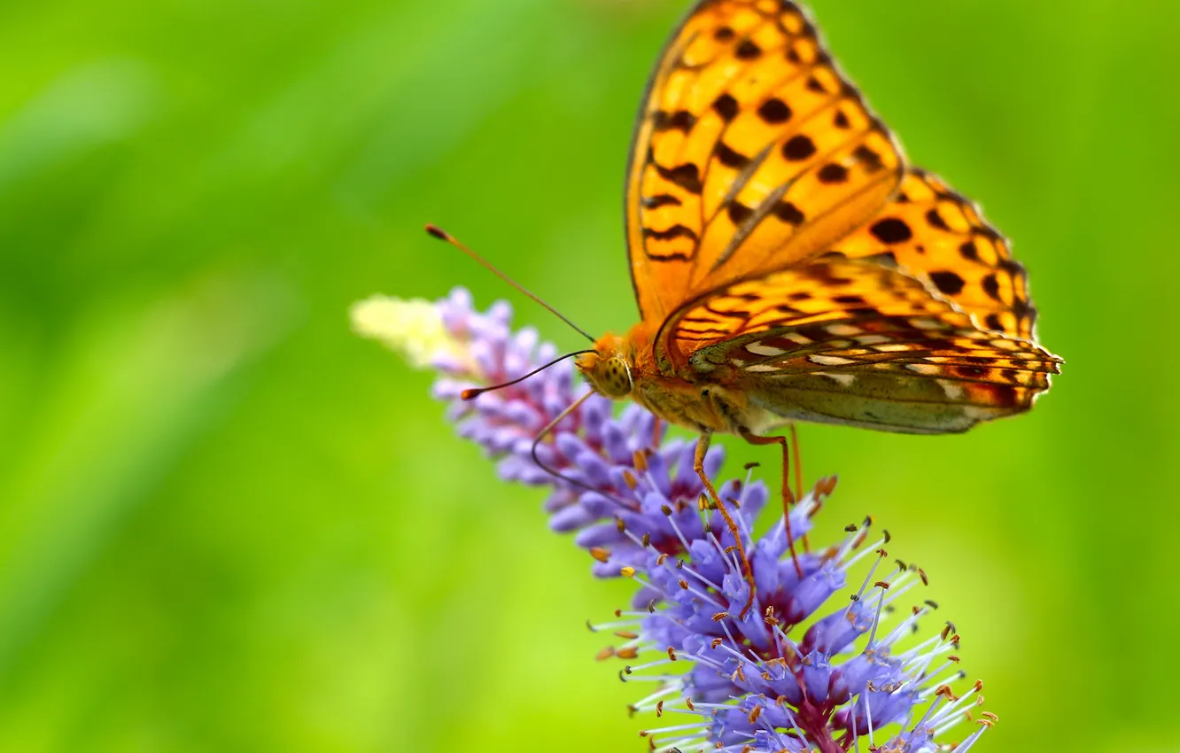 Photo wallpaper flower, butterfly, wings, blur, sitting, antennae
