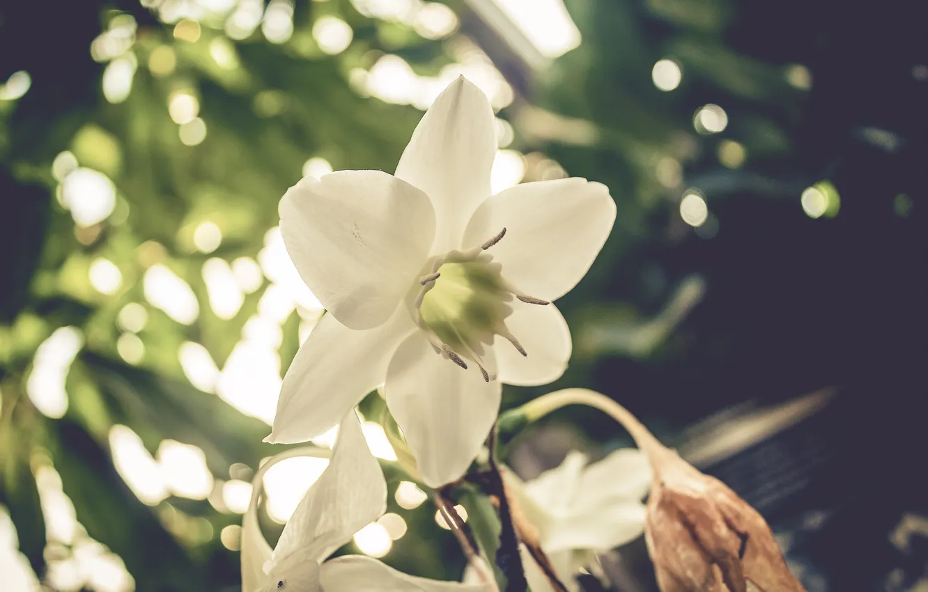 Photo wallpaper white, flower, petals