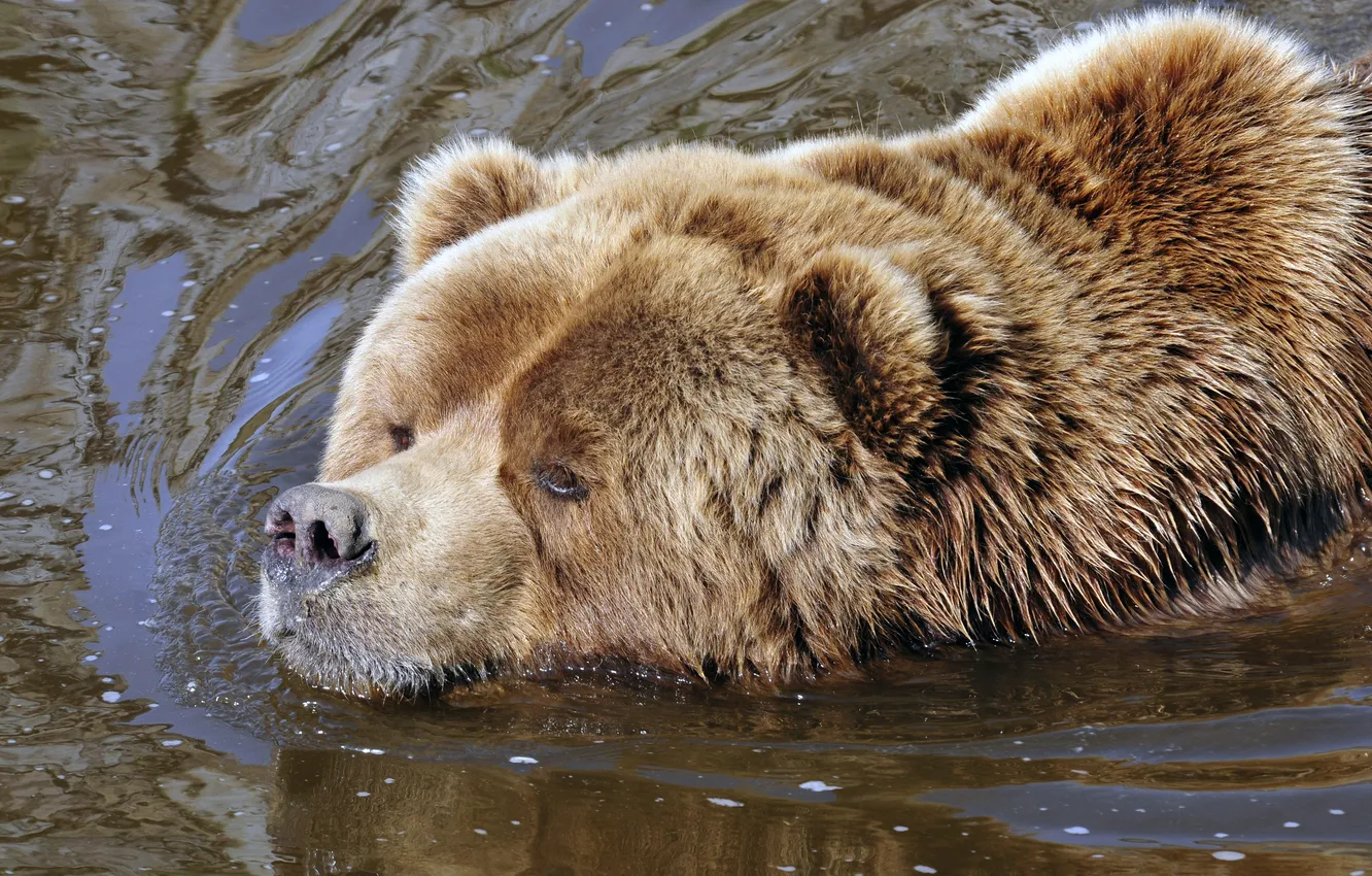 Photo wallpaper face, water, bear, bathing, bear