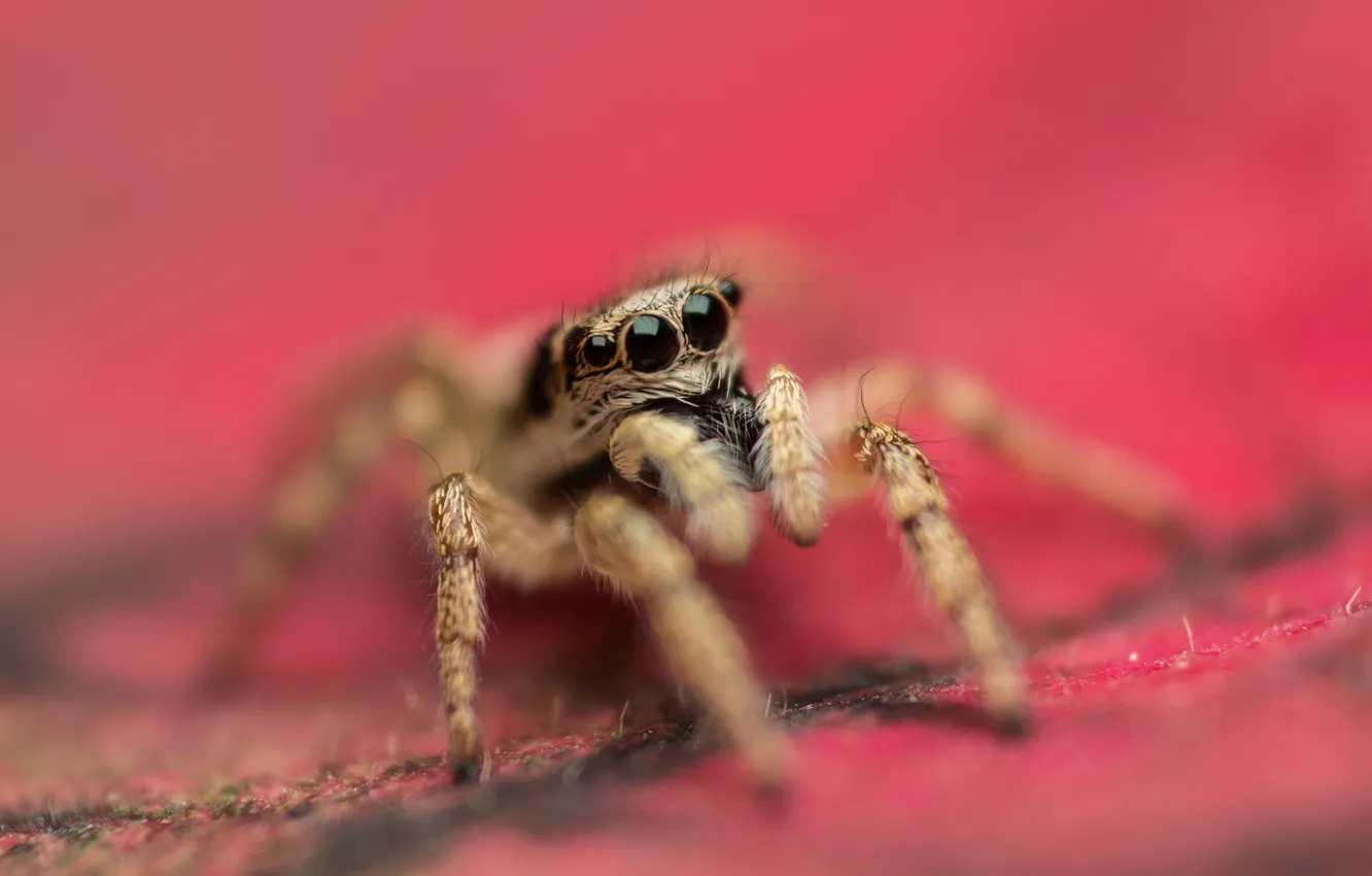 Photo wallpaper macro, nature, spider