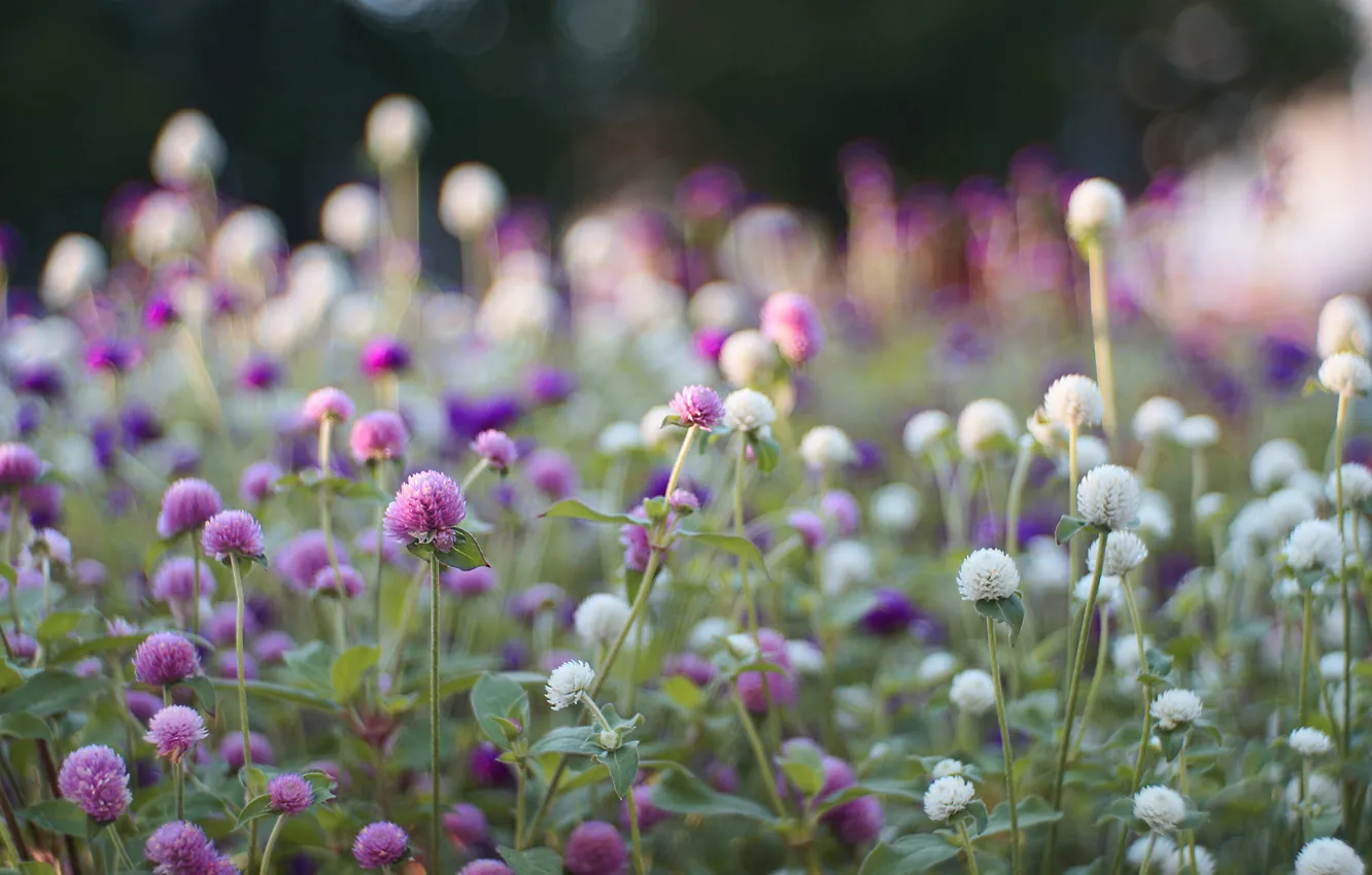 Photo wallpaper field, flowers, meadow, clover