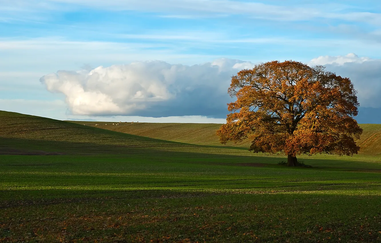 Photo wallpaper field, autumn, trees, nature
