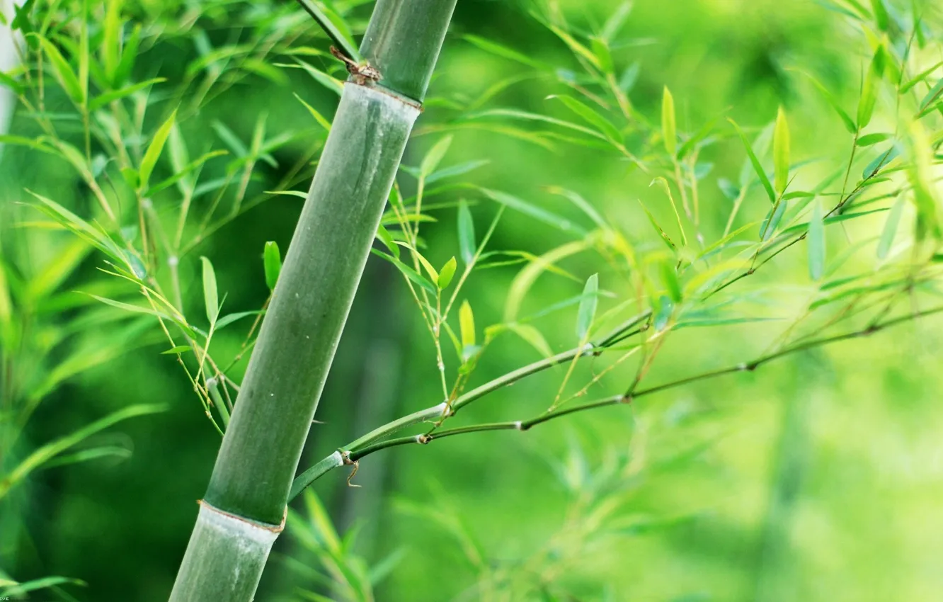Photo wallpaper leaves, bamboo, stem