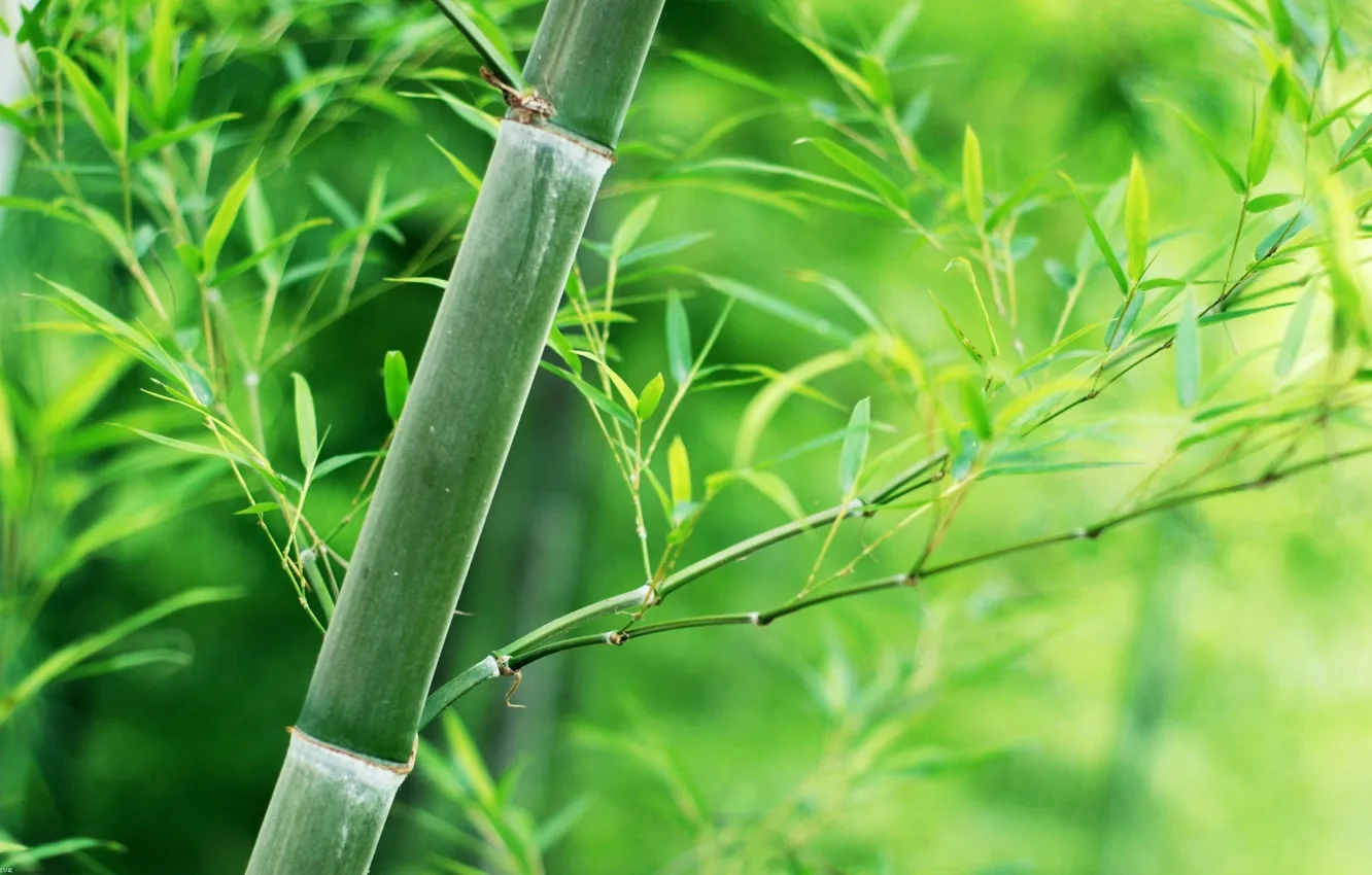 Photo wallpaper leaves, stem, Bamboo
