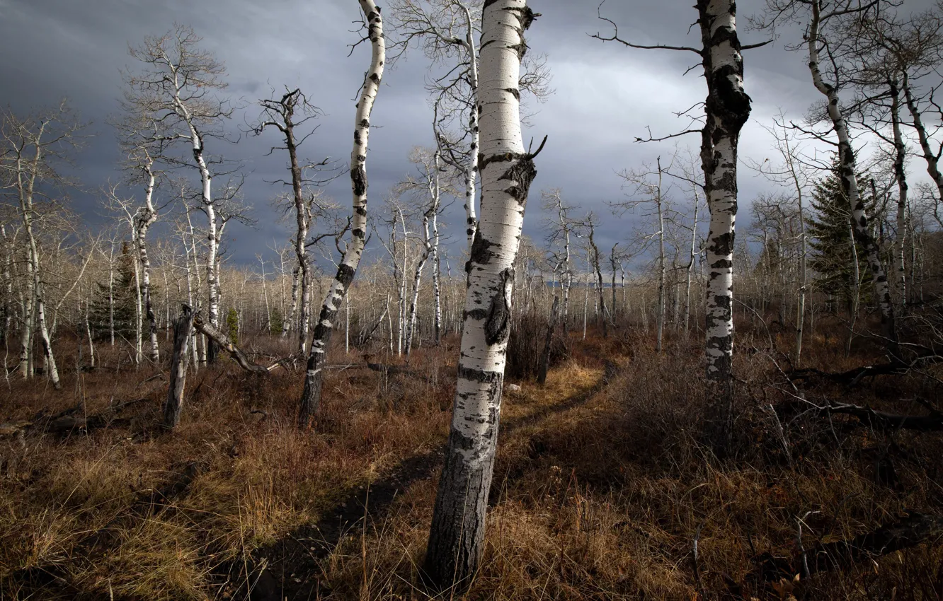 Photo wallpaper autumn, forest, birch