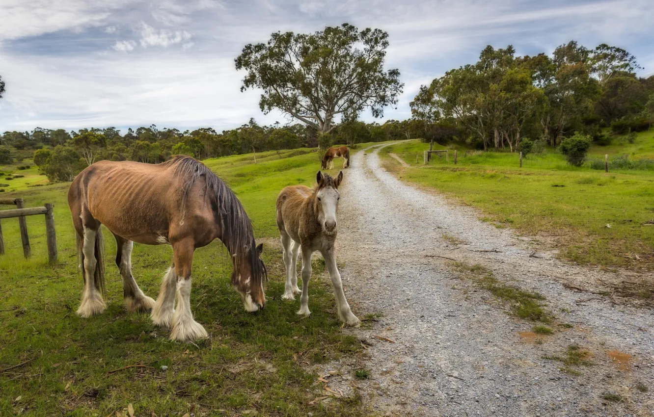 Photo wallpaper road, horse, foal