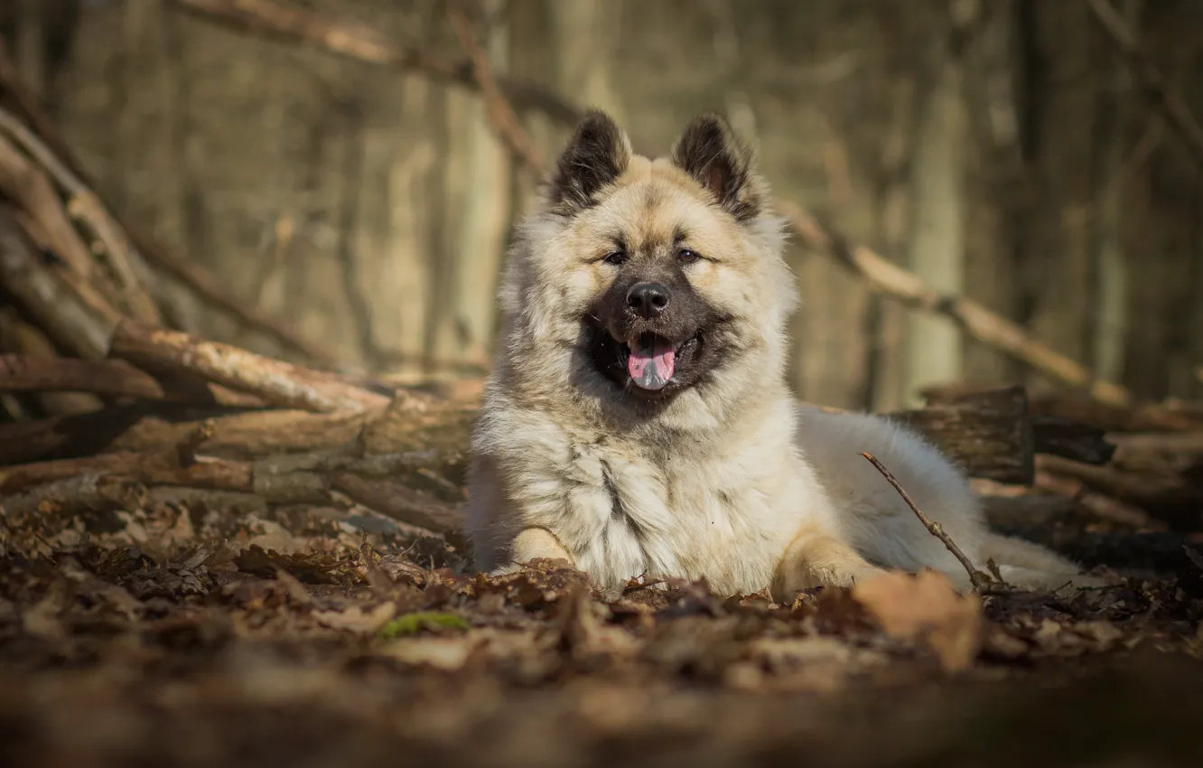 Photo wallpaper dog, dog, The eurasier