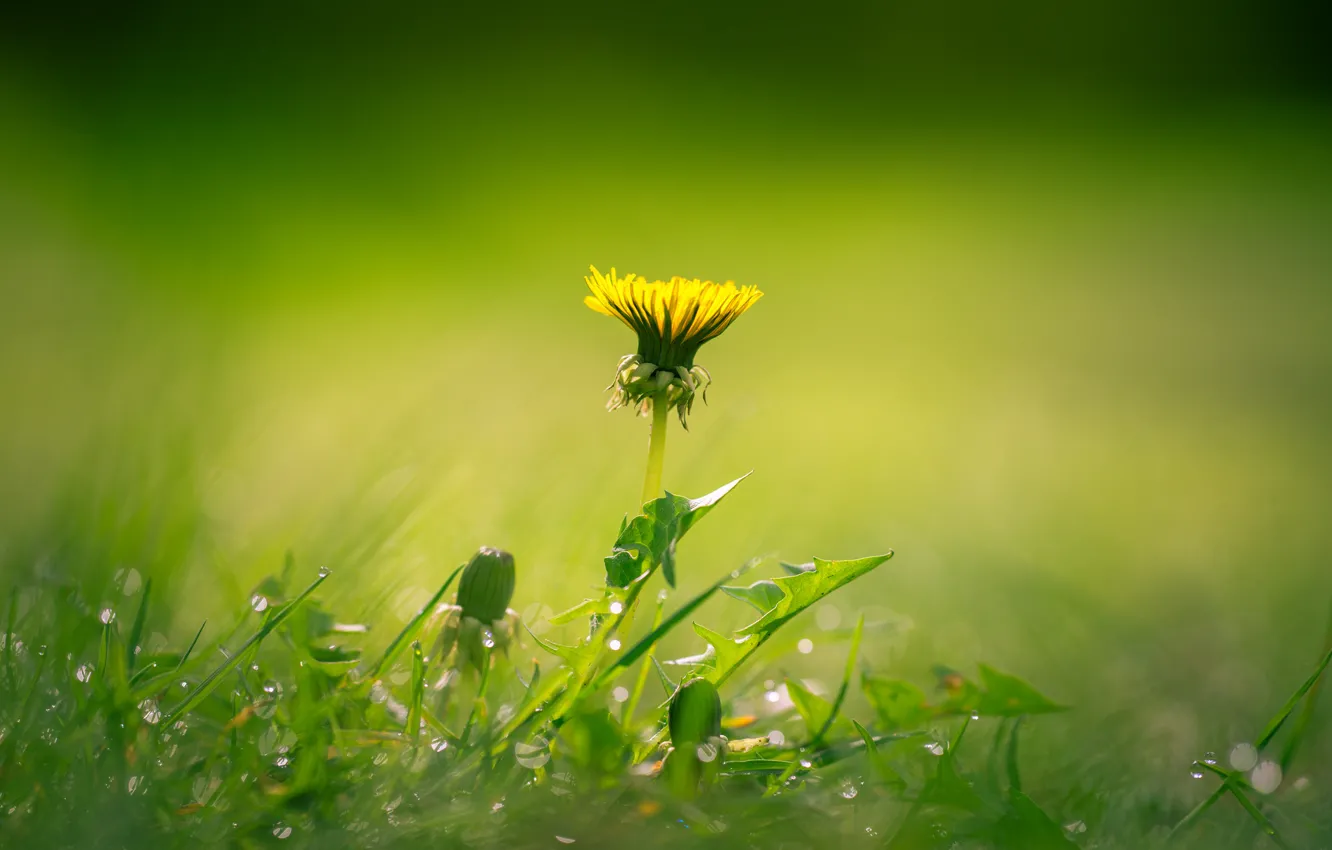 Photo wallpaper grass, flower, field, buds