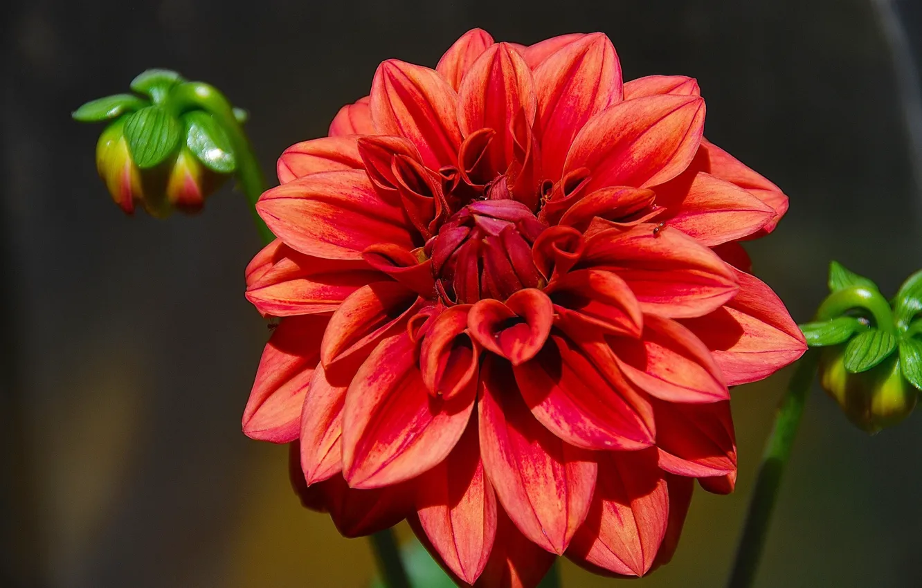 Photo wallpaper flower, background, Dahlia
