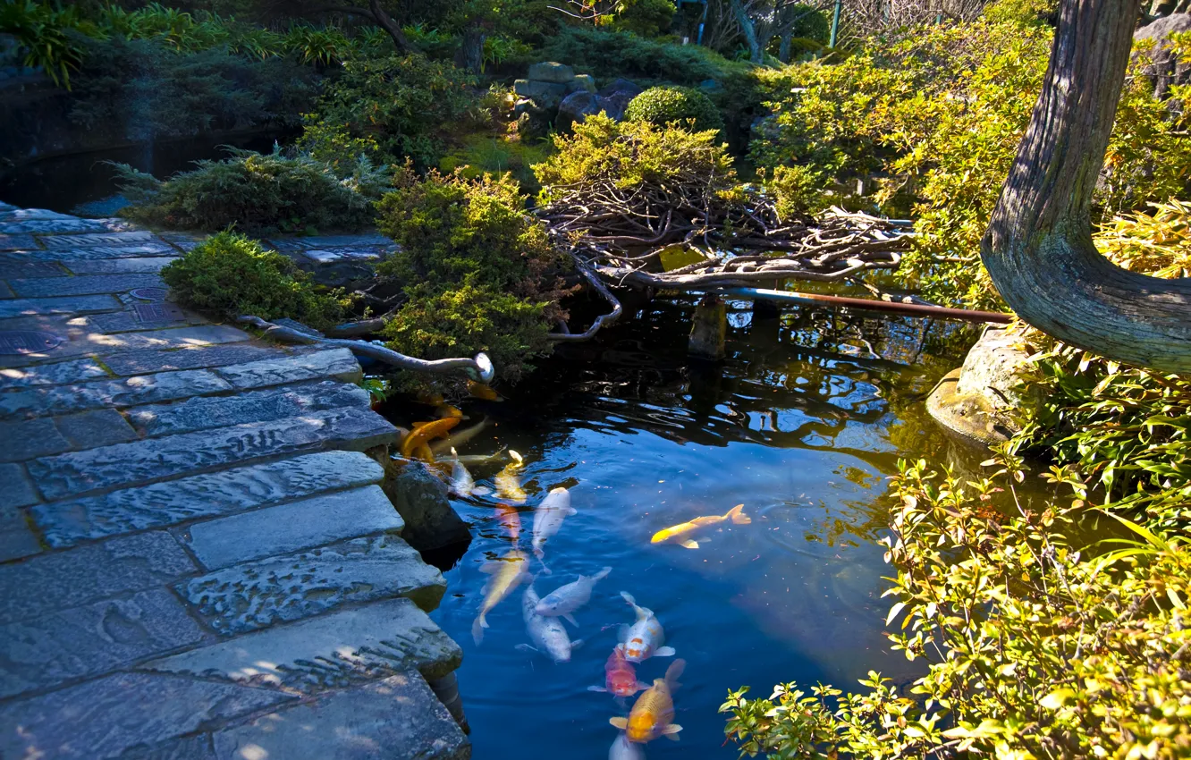 Photo wallpaper pond, stones, fish, Japan, garden, track, the bushes, colorful