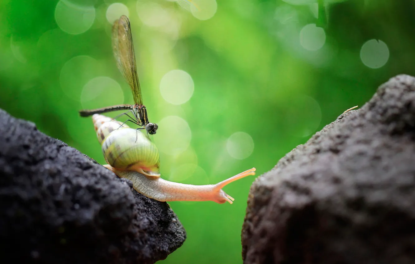 Photo wallpaper greens, nature, glare, stones, background, snail, dragonfly, bokeh