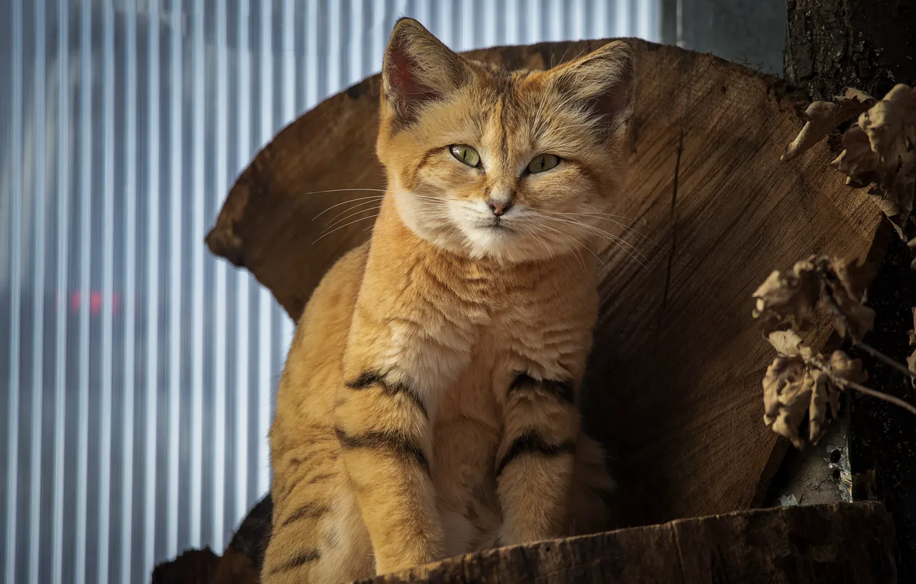 Photo wallpaper cat, cat, look, face, log, sitting, wild cat, Sand cat