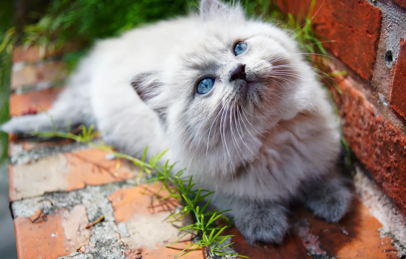 Photo wallpaper kitty, eyes, baby, cute