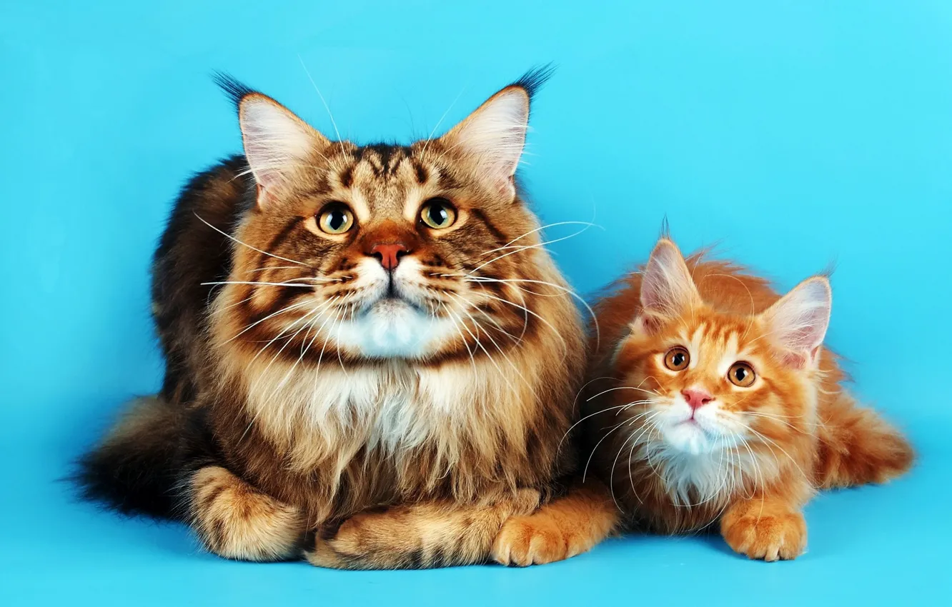 Photo wallpaper background, cats, two