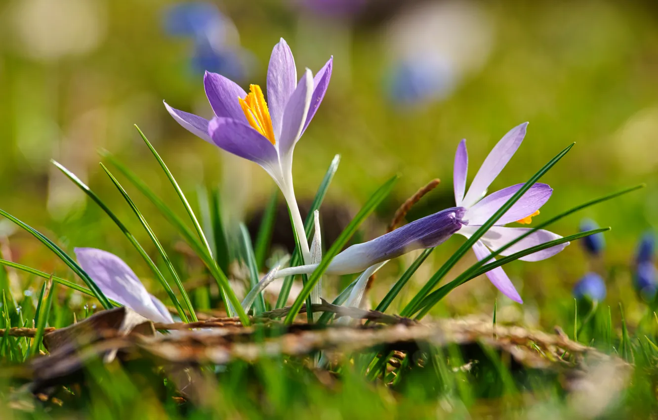 Photo wallpaper flowers, blur, crocuses, lilac, bokeh